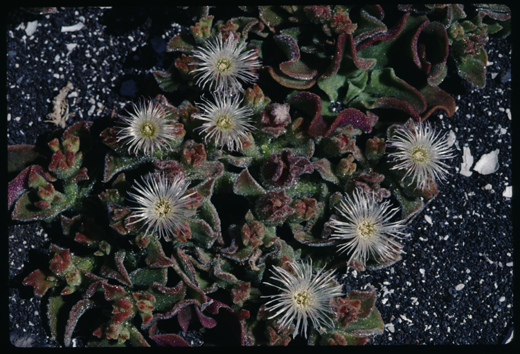 Слика од Mesembryanthemum crystallinum L.