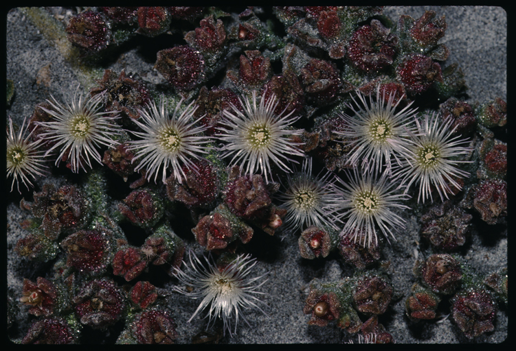 Image of common iceplant