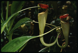 Image of Madagascar pitcher plant