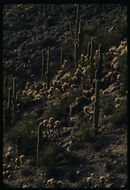 Image of teddybear cholla