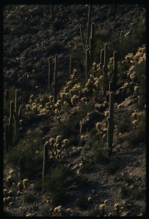 Image of teddybear cholla