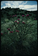 Image of tree cholla