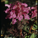 Image of woolly lousewort