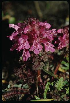 Pedicularis lanata Willd. ex Cham. & Schltdl. resmi