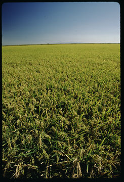 Image of rice