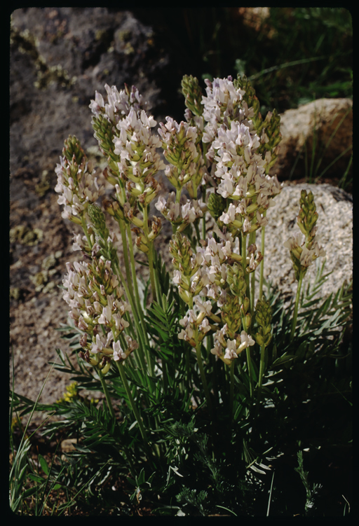 Image of white locoweed