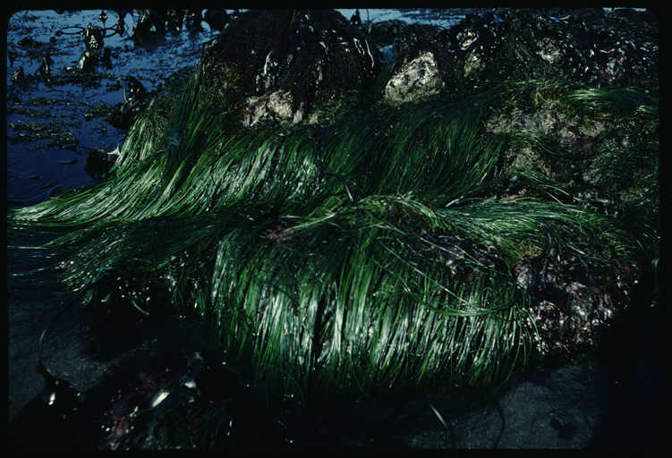 Image of Scouler's surfgrass