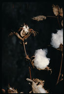 Image of upland cotton