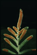Image de Polypodium scouleri Hook. & Grev.