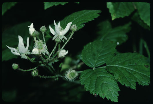 Image de Rubus ursinus Cham. & Schltdl.