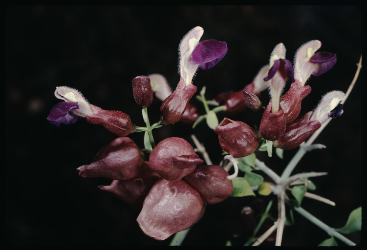 Imagem de Scutellaria mexicana (Torr.) A. J. Paton