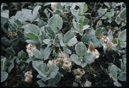 Image de Salix lanata L.