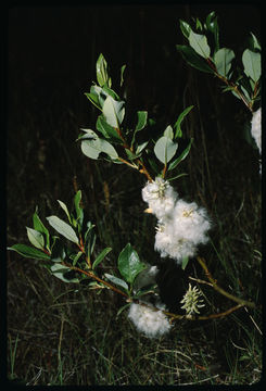 Image of diamondleaf willow