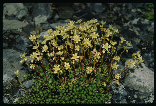 Image de Saxifraga bronchialis L.