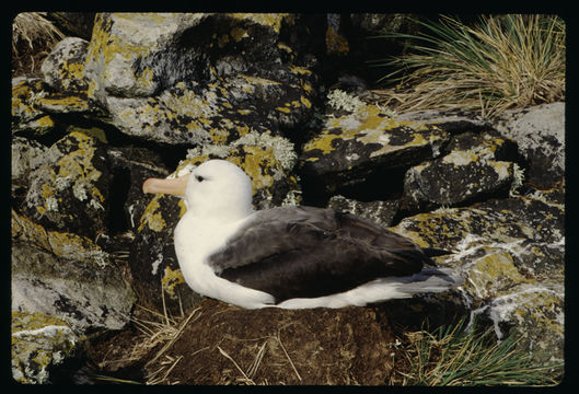 Image of Black-browed Albatross