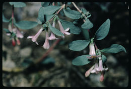 Image of desert snowberry