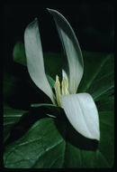 Imagem de Trillium chloropetalum (Torr.) Howell