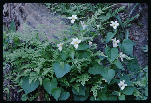 Image of Canadian white violet