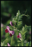 Image of Common Vetch