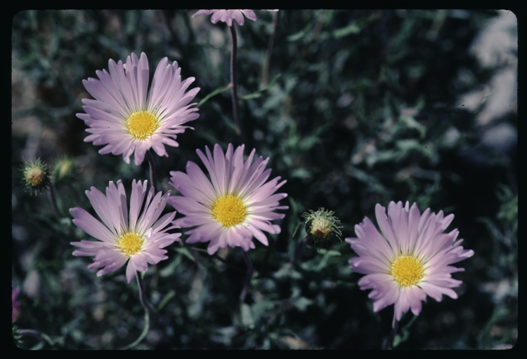 Слика од Xylorhiza tortifolia (Torr. & A. Gray) Greene