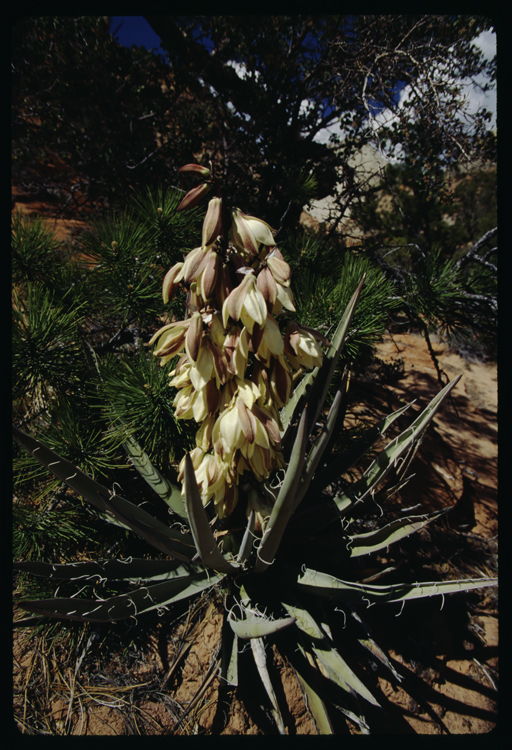 Imagem de Yucca baccata Torr.