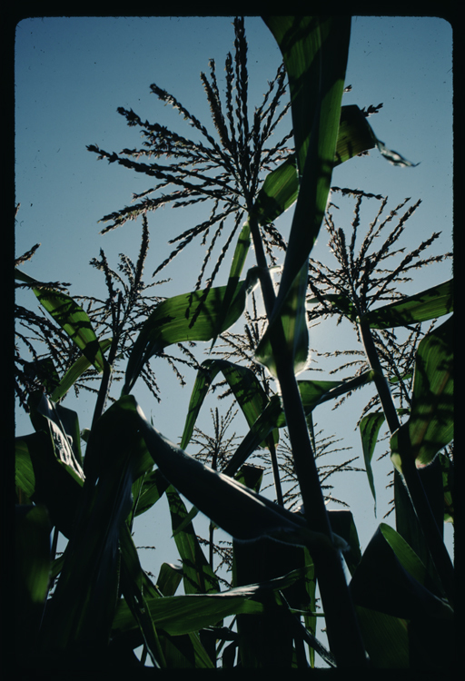 Image of corn,