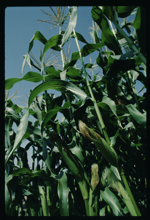 Image of corn,
