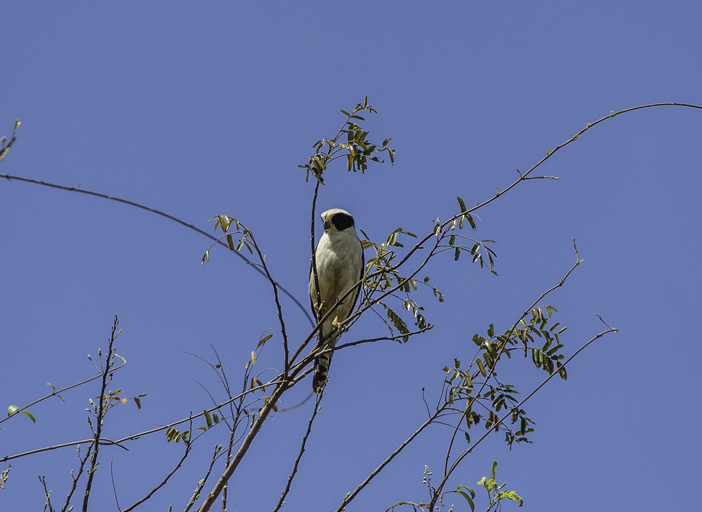 Image of Laughing Falcon