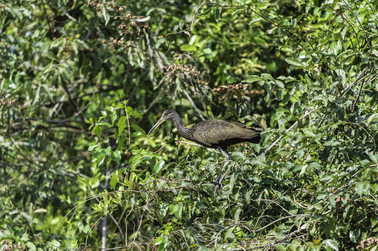 Image of Limpkin