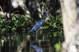 Image of Little Blue Heron