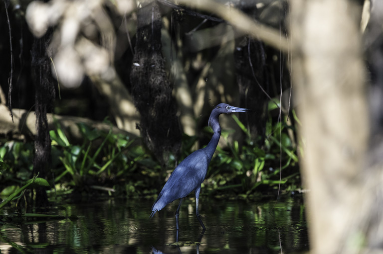 Image of Little Blue Heron