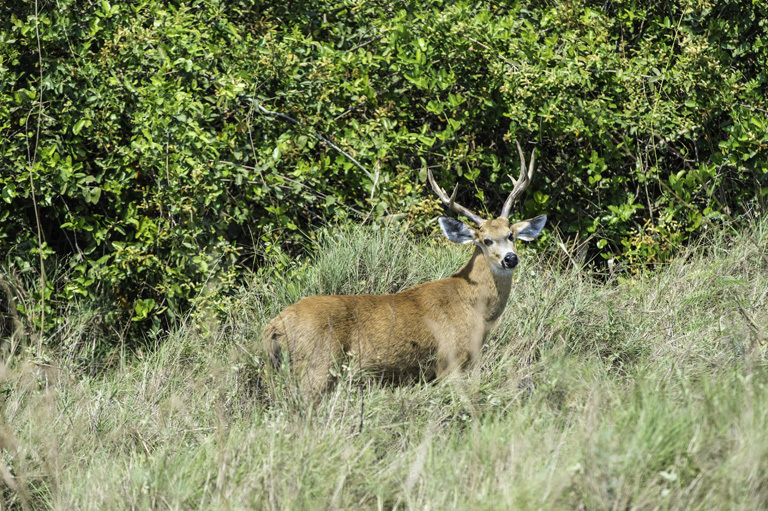 Image of Marsh Deer