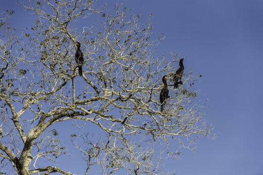 Image of neotropic cormorant