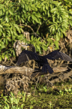 Image of neotropic cormorant