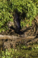 Image of neotropic cormorant