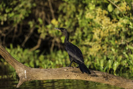 Image of neotropic cormorant