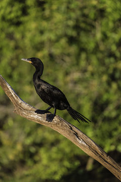 Image of neotropic cormorant