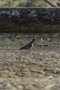 Image of Picazuro Pigeon