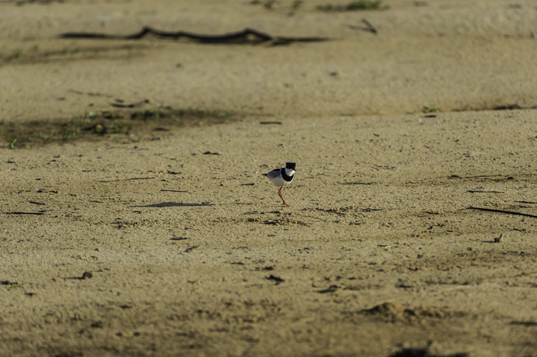 Image of Pied Lapwing