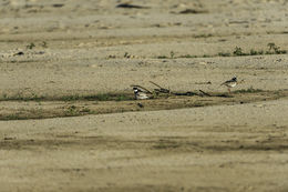 Image of Pied Lapwing