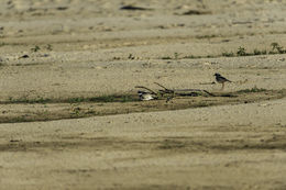 Image of Pied Lapwing