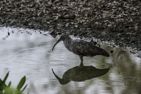 Image of Plumbeous Ibis