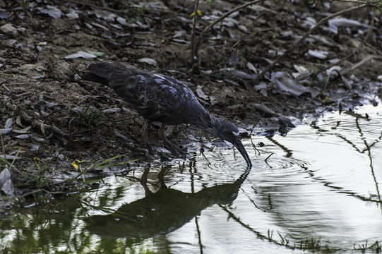 Image of Plumbeous Ibis