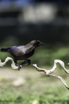 Image of Purplish Jay