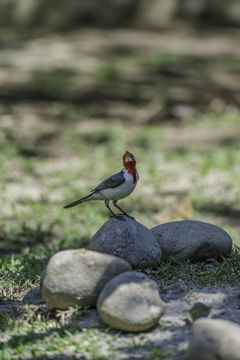 Image of Red-crested Cardinal