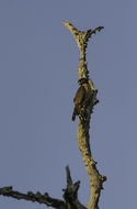 Image of Roadside Hawk