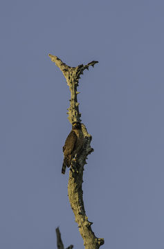 Image of Roadside Hawk