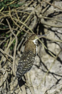 Image of Rufescent Tiger Heron