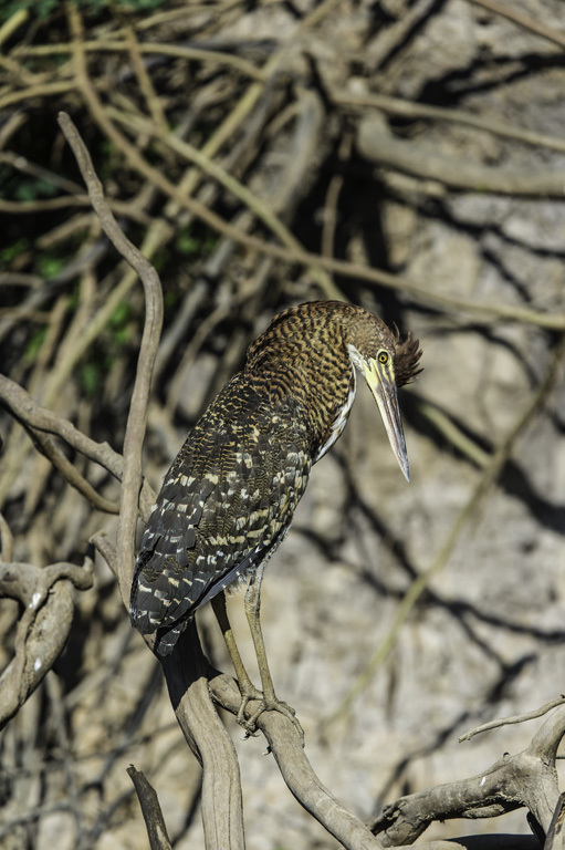 Image of Rufescent Tiger Heron