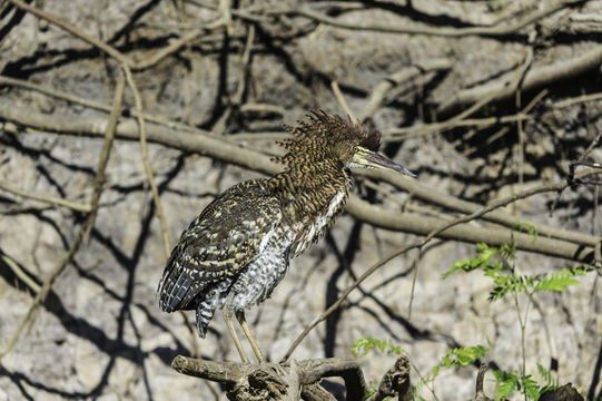 Image of Rufescent Tiger Heron